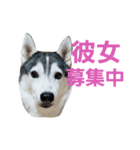 ハスキーの日常生活（個別スタンプ：8）