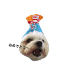 全力犬2（個別スタンプ：1）