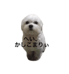 全力犬2（個別スタンプ：3）