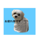 全力犬2（個別スタンプ：4）