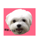 全力犬2（個別スタンプ：5）