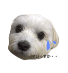 全力犬2（個別スタンプ：6）