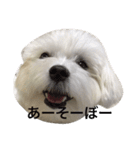 全力犬2（個別スタンプ：7）