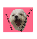 全力犬2（個別スタンプ：8）