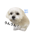 全力犬2（個別スタンプ：10）
