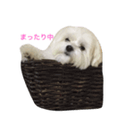 全力犬2（個別スタンプ：11）