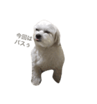 全力犬2（個別スタンプ：12）