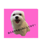 全力犬2（個別スタンプ：13）