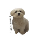 全力犬2（個別スタンプ：14）