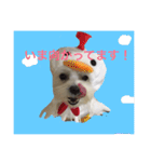 全力犬2（個別スタンプ：15）