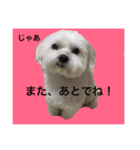 全力犬2（個別スタンプ：16）