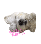 全力犬2（個別スタンプ：17）