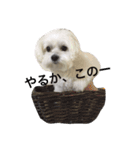 全力犬2（個別スタンプ：18）
