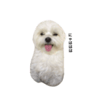 全力犬2（個別スタンプ：19）