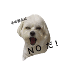 全力犬2（個別スタンプ：20）
