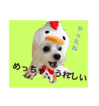 全力犬2（個別スタンプ：22）