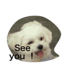 全力犬2（個別スタンプ：24）