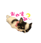 チワワの姫と殿（個別スタンプ：1）