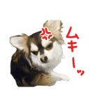 チワワの姫と殿（個別スタンプ：9）
