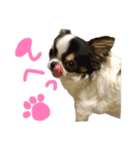 チワワの姫と殿（個別スタンプ：10）