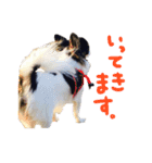 チワワの姫と殿（個別スタンプ：11）