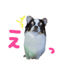 チワワの姫と殿（個別スタンプ：12）