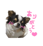 チワワの姫と殿（個別スタンプ：13）