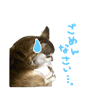 チワワの姫と殿（個別スタンプ：14）