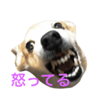 コーギー犬まる（個別スタンプ：1）