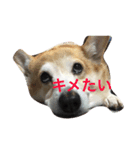 コーギー犬まる（個別スタンプ：3）