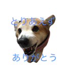 コーギー犬まる（個別スタンプ：4）