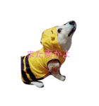 コーギー犬まる（個別スタンプ：5）
