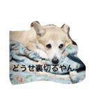 コーギー犬まる（個別スタンプ：6）
