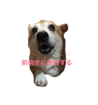 コーギー犬まる（個別スタンプ：7）
