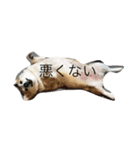 コーギー犬まる（個別スタンプ：8）