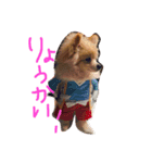 わんこず。（個別スタンプ：3）