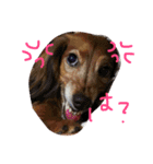 わんこず。（個別スタンプ：12）