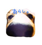 わんこず。（個別スタンプ：16）