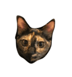 サビねこヒョイヒョイ♡（個別スタンプ：2）