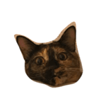 サビねこヒョイヒョイ♡（個別スタンプ：5）