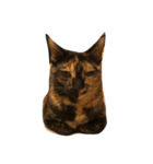 サビねこヒョイヒョイ♡（個別スタンプ：6）