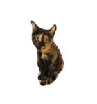 サビねこヒョイヒョイ♡（個別スタンプ：7）