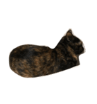 サビねこヒョイヒョイ♡（個別スタンプ：8）