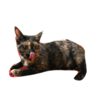 サビねこヒョイヒョイ♡（個別スタンプ：9）