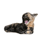 サビねこヒョイヒョイ♡（個別スタンプ：10）