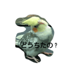 Love Bird ！（個別スタンプ：3）