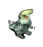 Love Bird ！（個別スタンプ：4）
