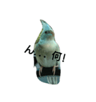 Love Bird ！（個別スタンプ：5）