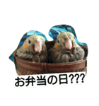 Love Bird ！（個別スタンプ：8）
