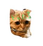猫どうし（個別スタンプ：1）